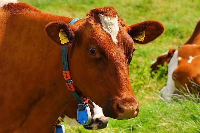 【畜産農業】世界に誇る和牛を作る、肉牛農家の仕事とやりがい